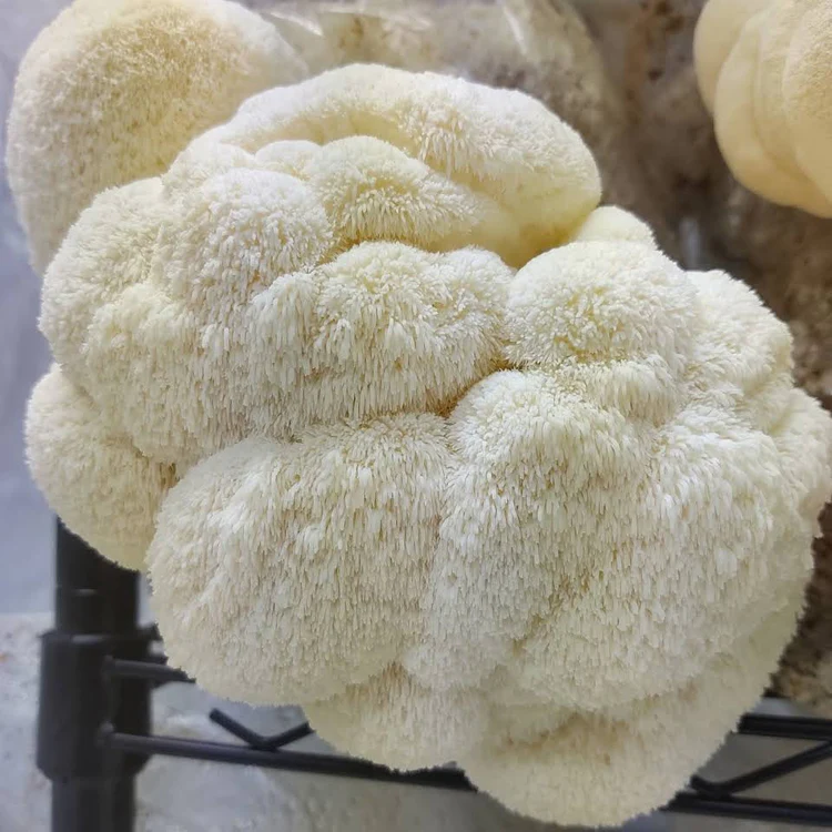 Lion's Mane