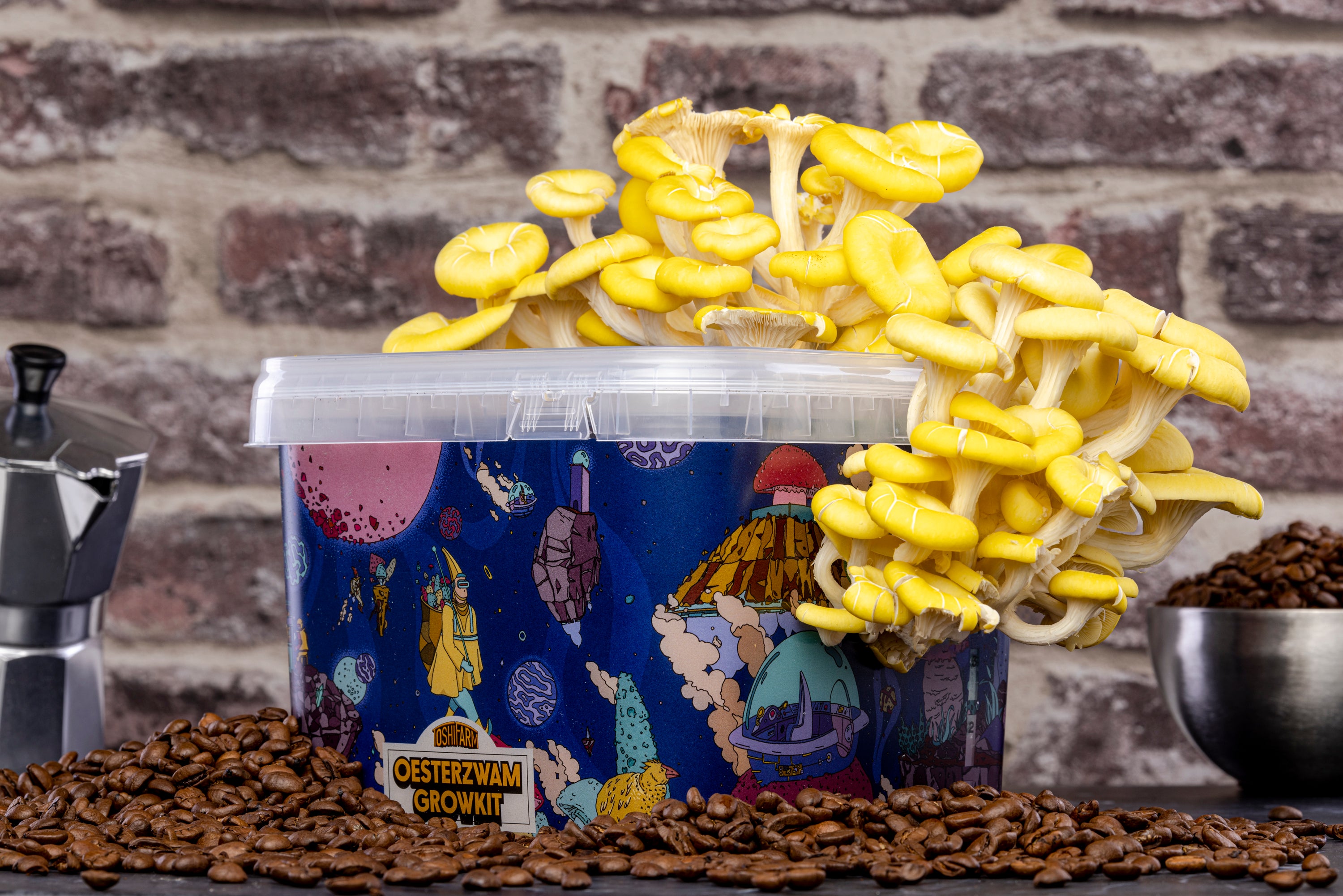 Growing Kits For Mushrooms