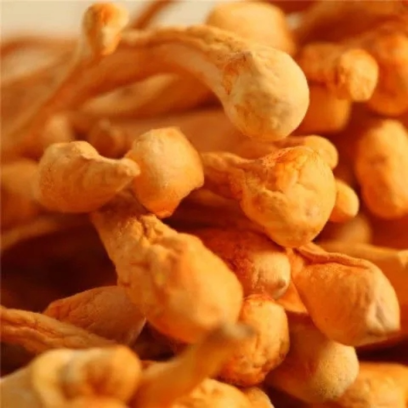 Cordyceps (organic) - Dried - Grade A