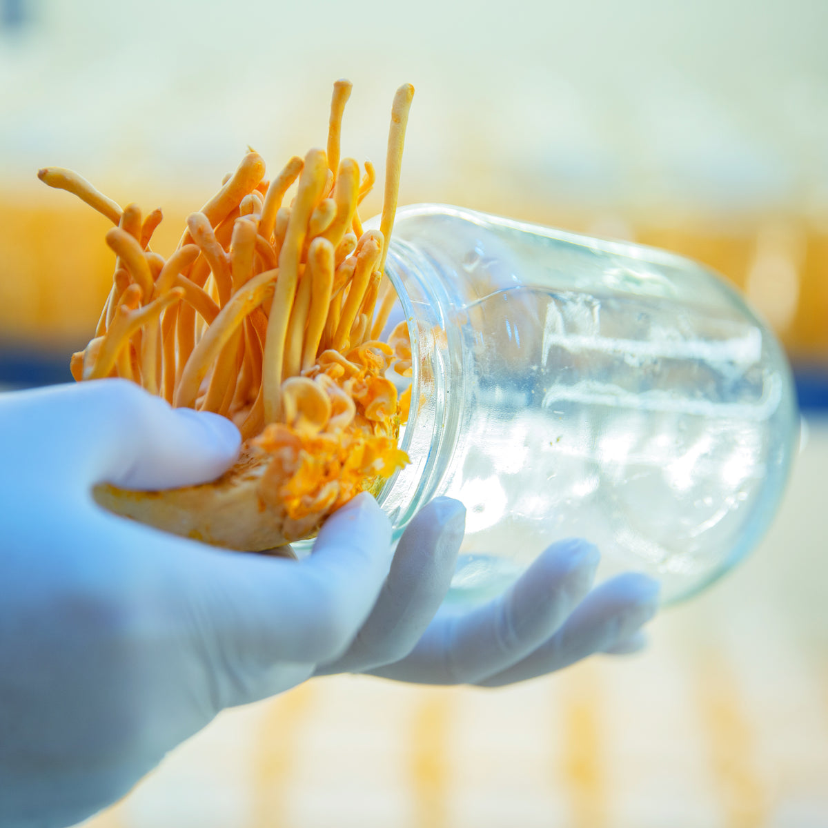 Cordyceps Extract 500mg (organic) - 90 pieces