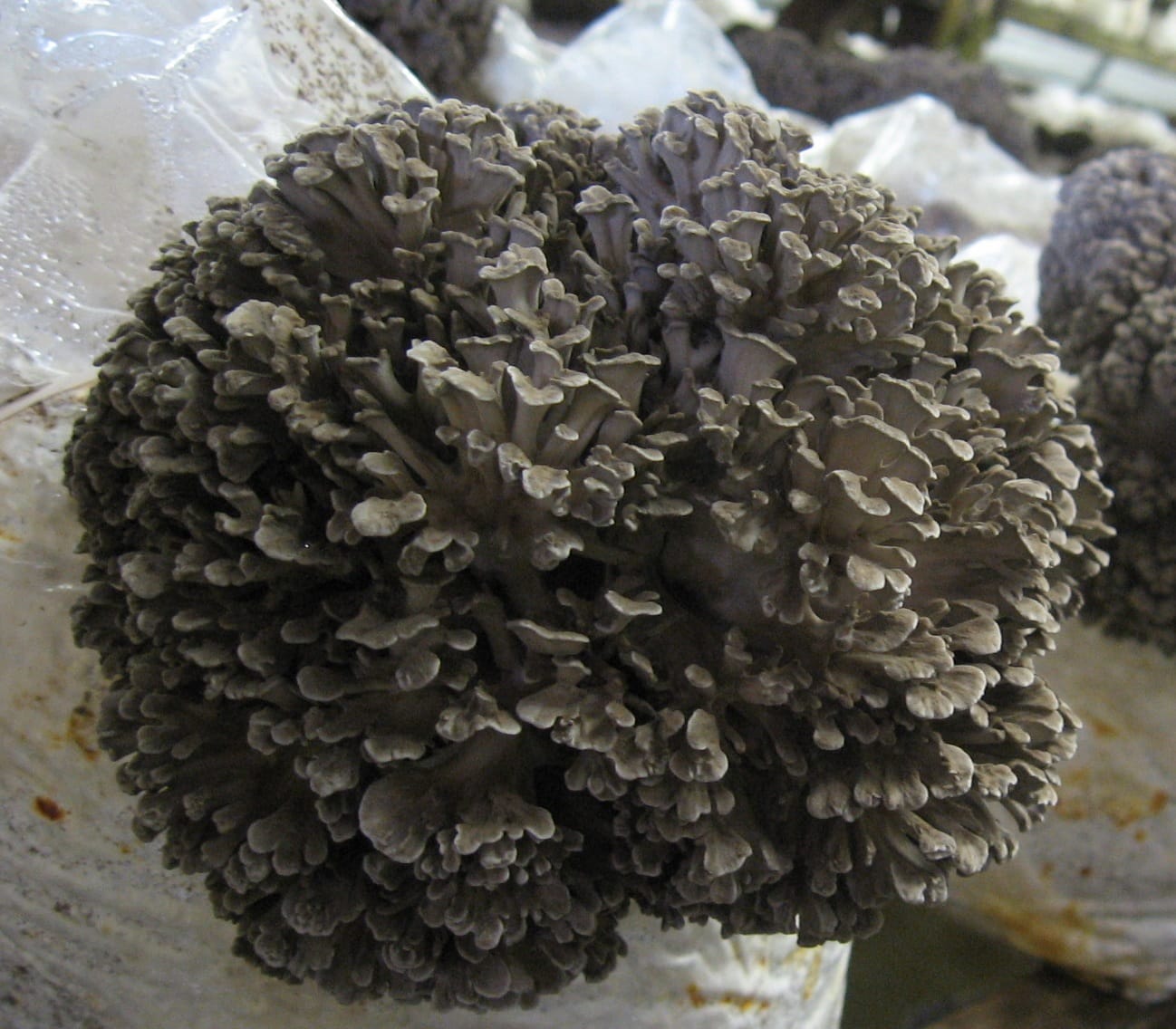 Maitake growing kit