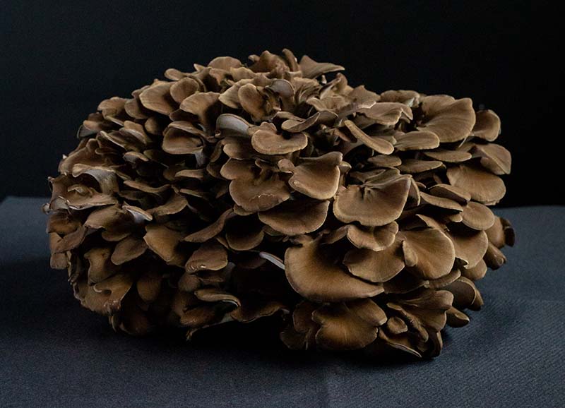 Maitake growing kit