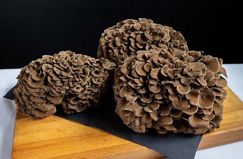 Maitake growing kit