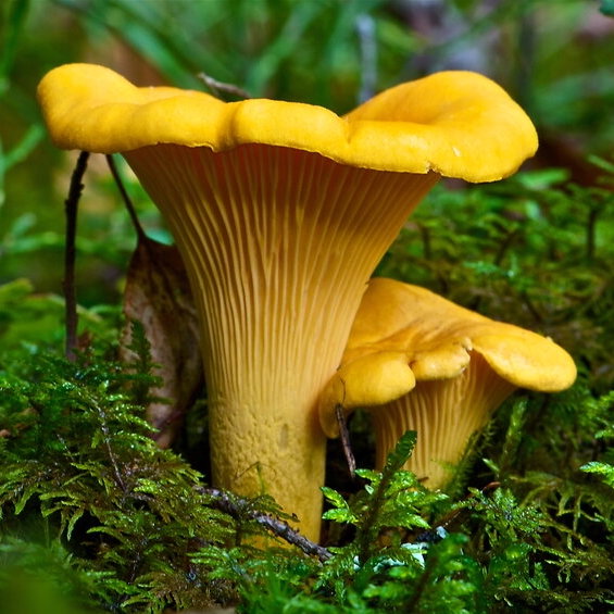 Liquid Culture for Yellow Chanterelle