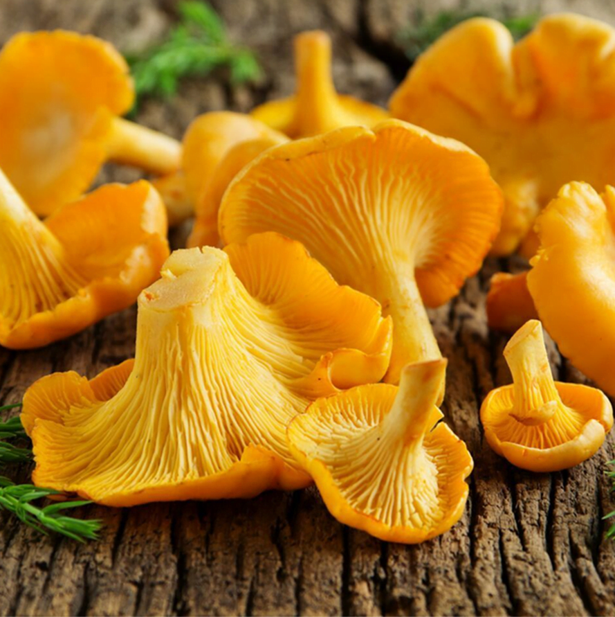 Liquid Culture for Yellow Chanterelle