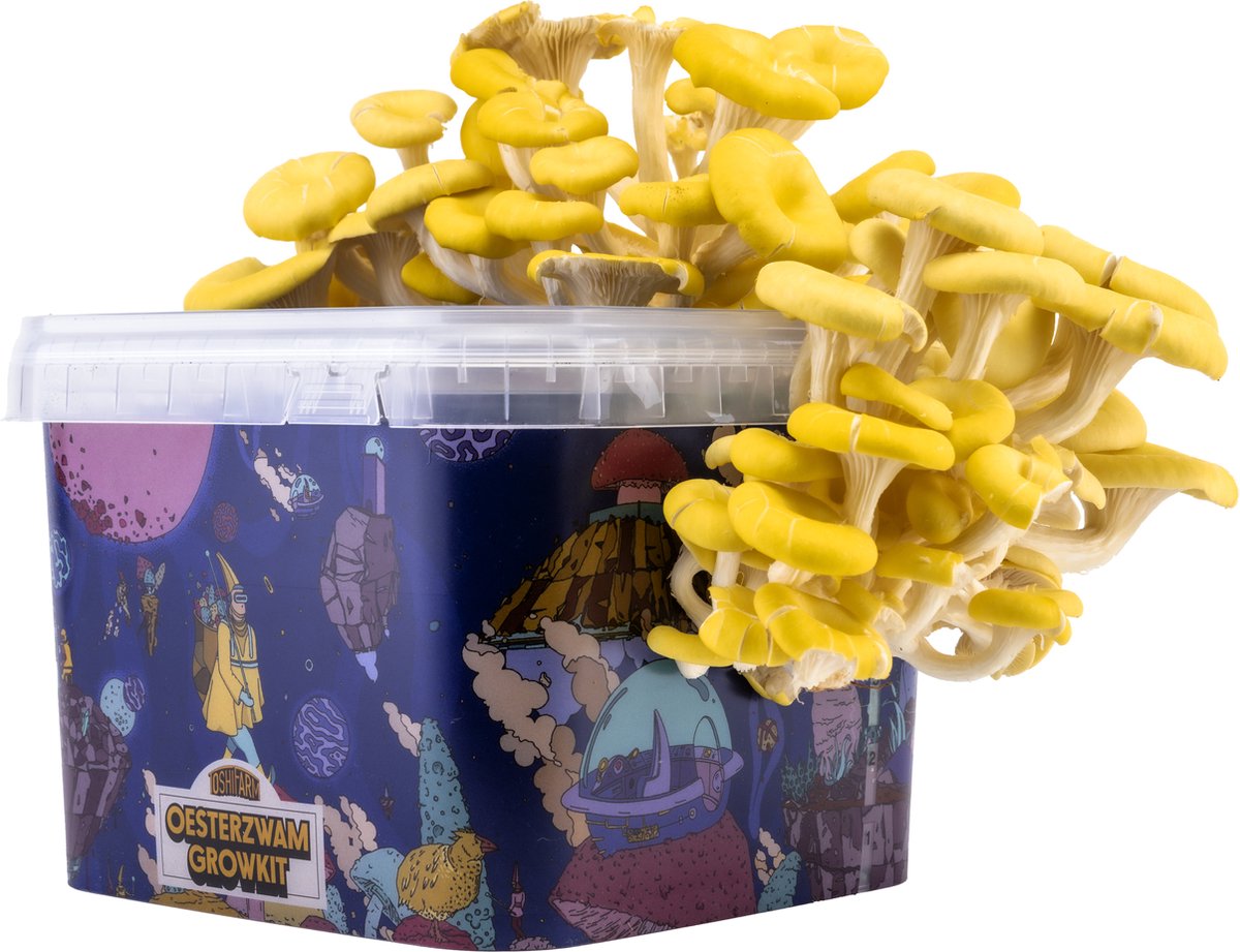 Triple Breeding Bundle pour 3 couleurs de pleurotes