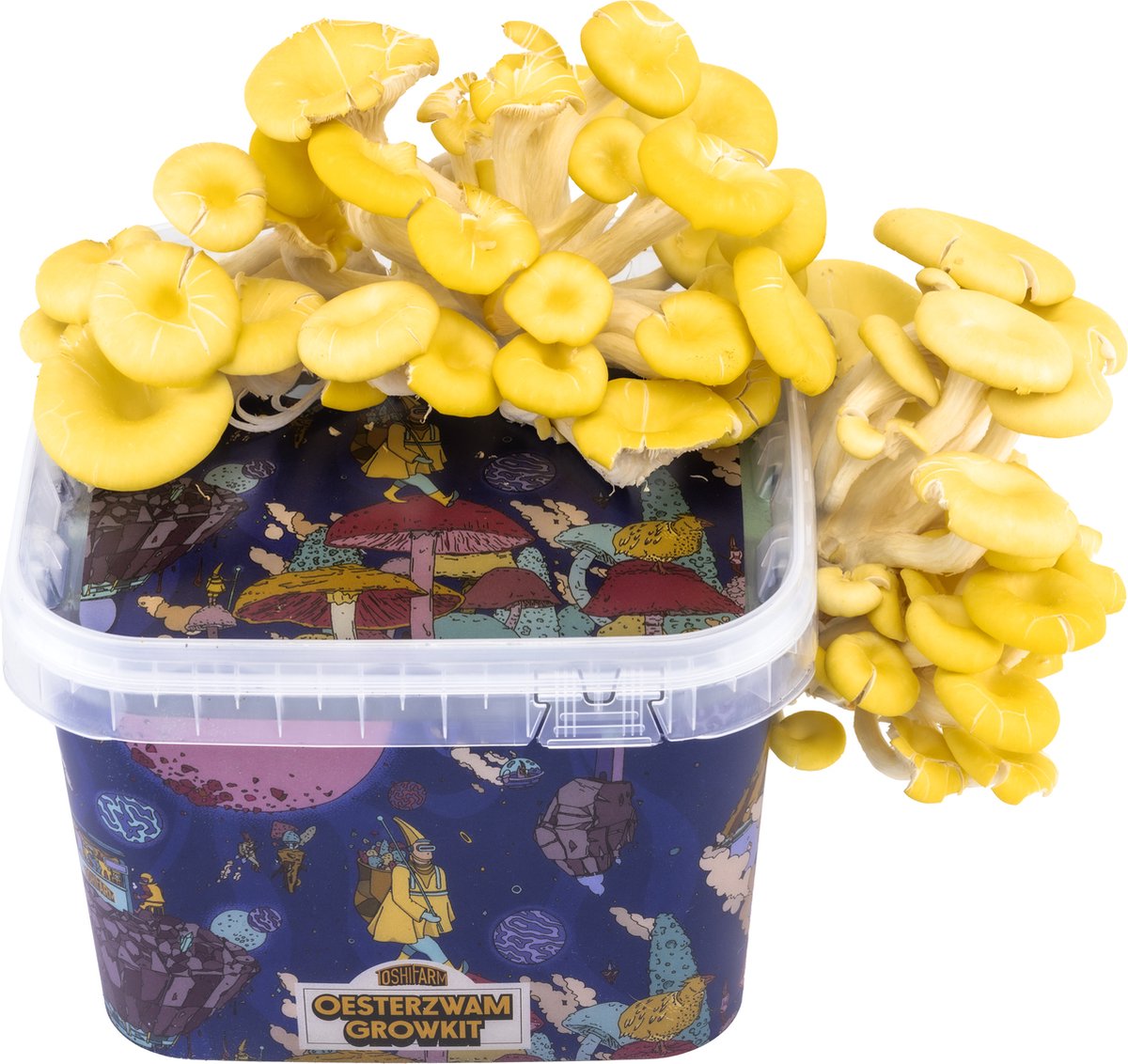 Triple Breeding Bundle pour 3 couleurs de pleurotes