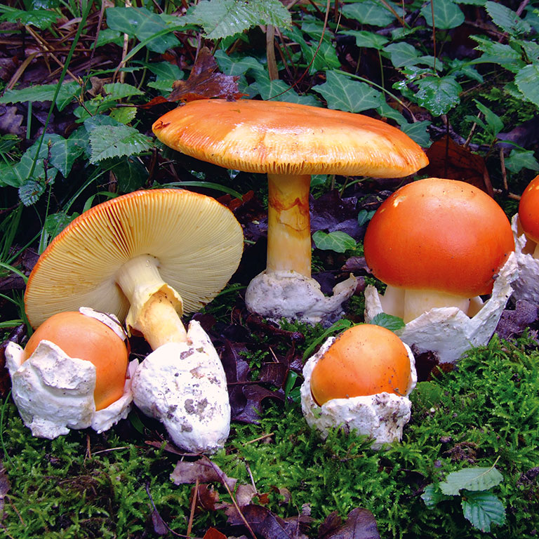 Caesar’s Amanita (wild picked) - Dried - Grade A