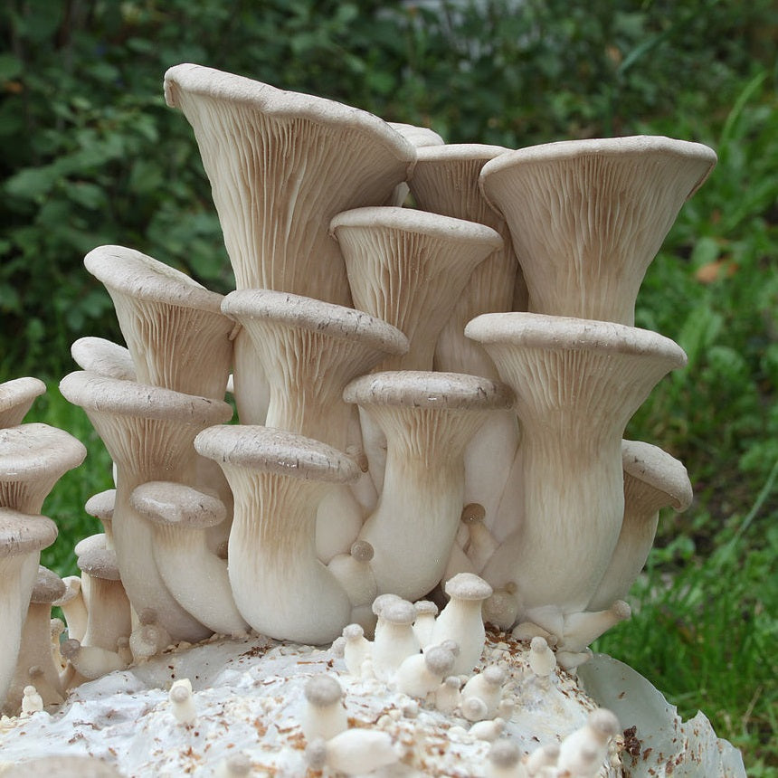 Königsausternpilz Zuchtset