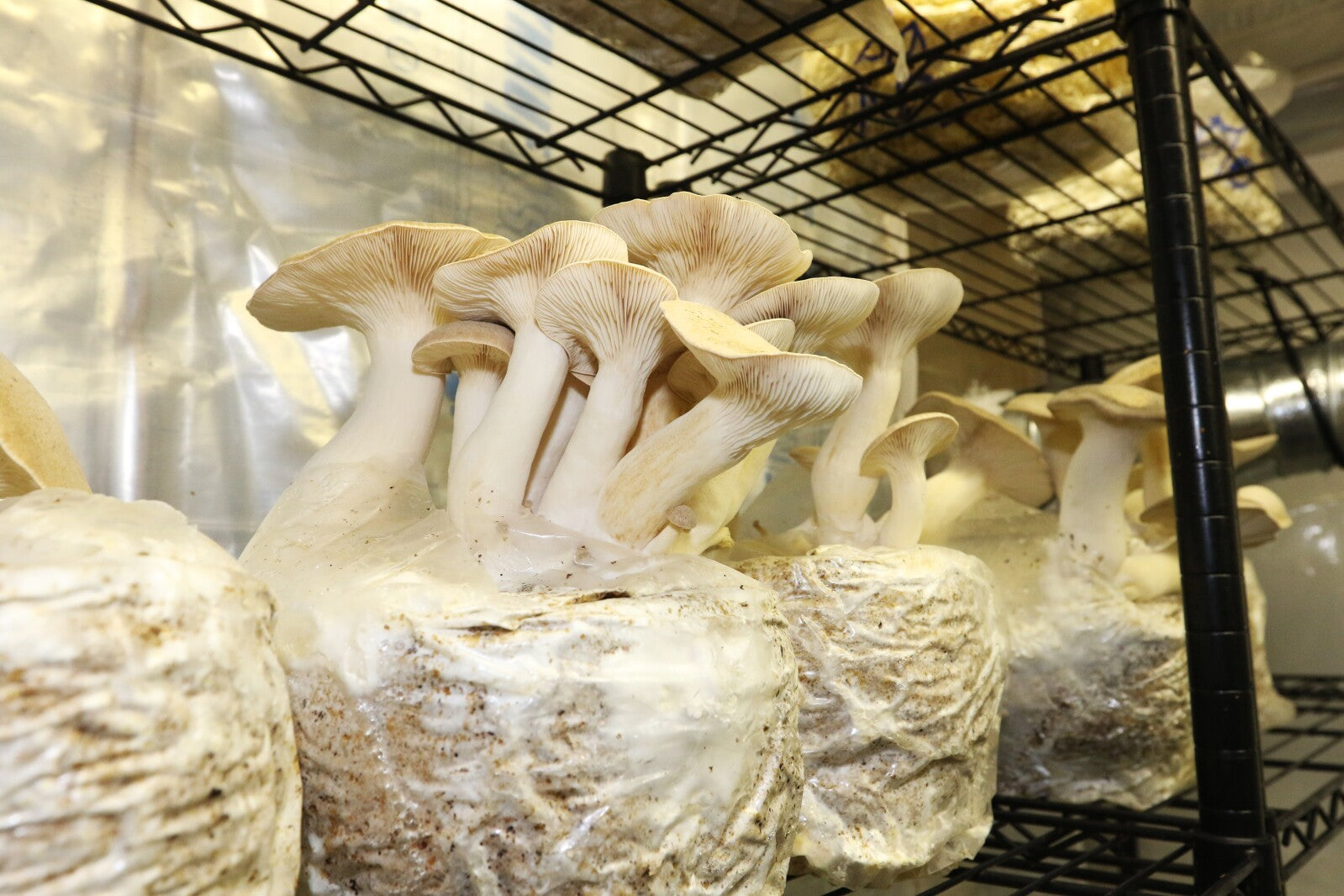 Königsausternpilz Zuchtset