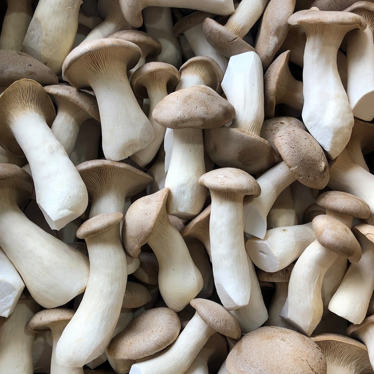 Königsausternpilz Zuchtset