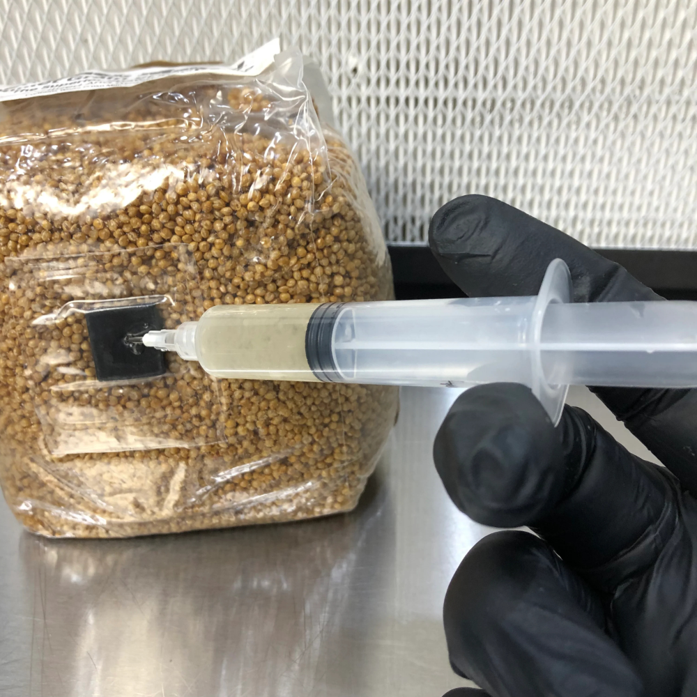 Liquid Culture voor Gele Oesterzwammen