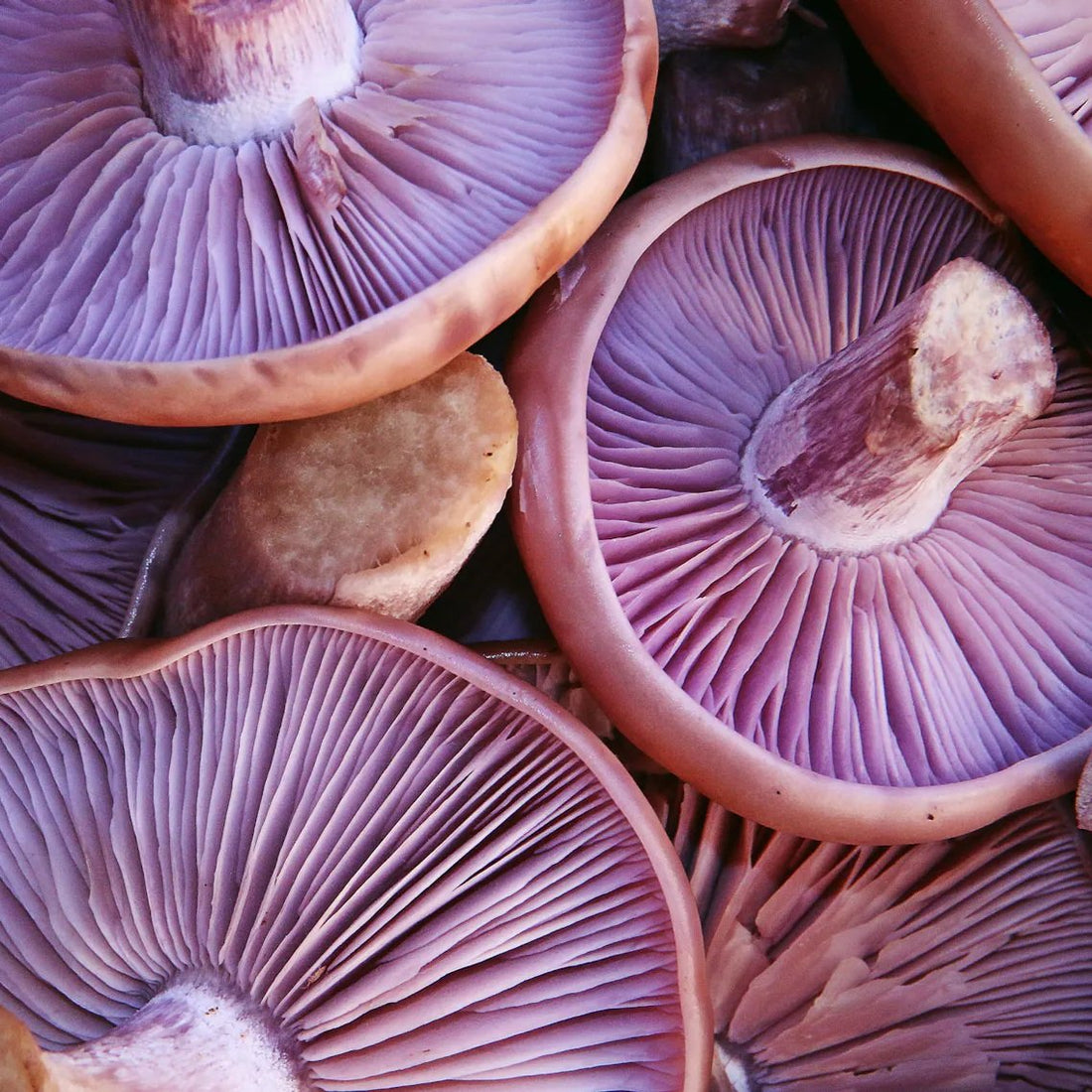 Liquid Culture for Wood Blewit