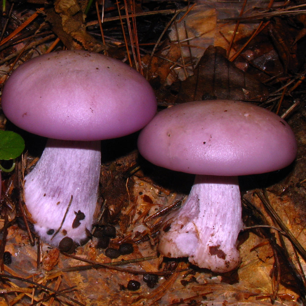 Liquid Culture for Wood Blewit