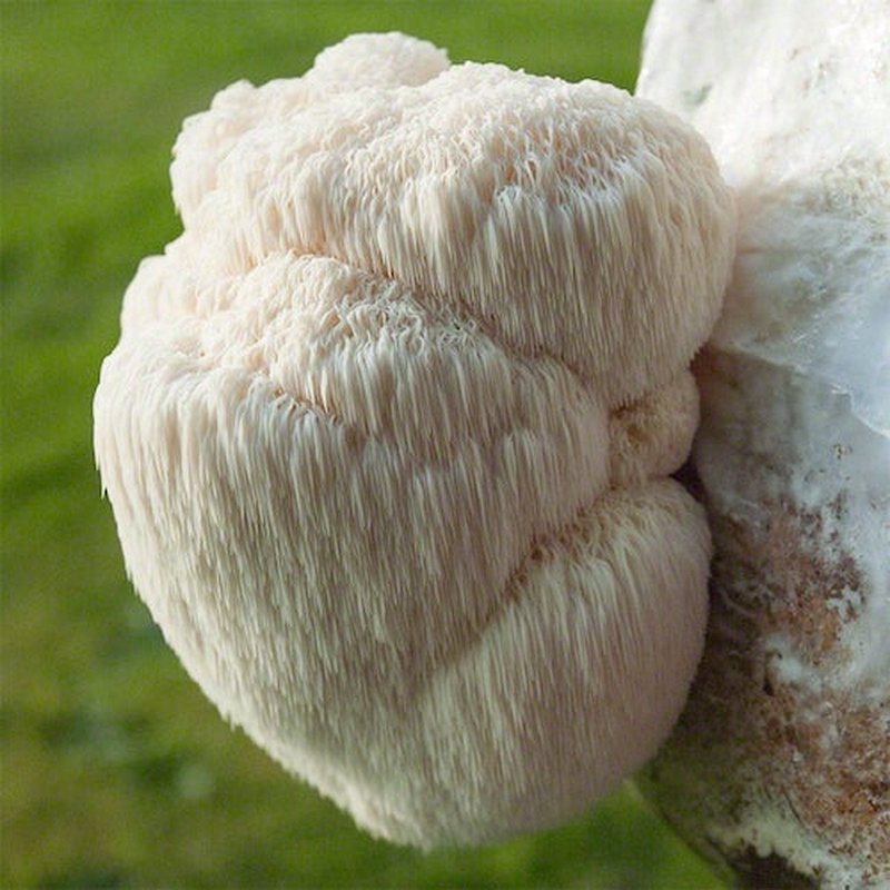 King of Mushrooms Extract Bundel