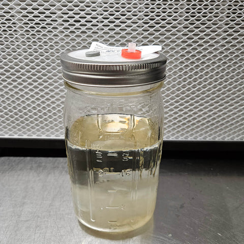 Liquid Culture voor Gele Oesterzwammen