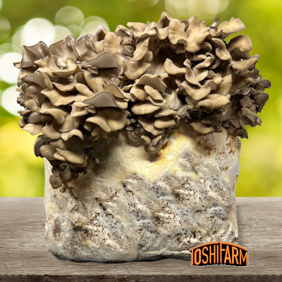 Maitake growing kit