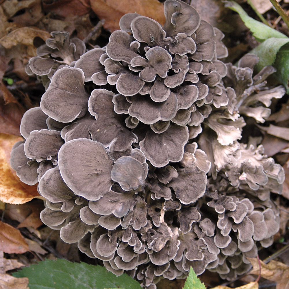 Maitake growing kit