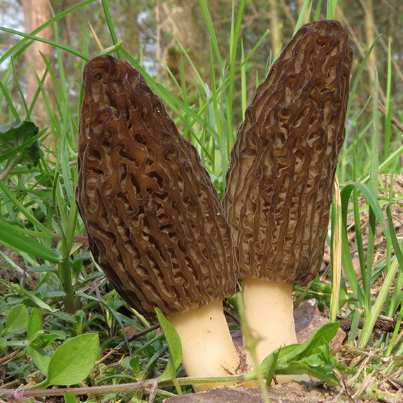 Kegelmorieljes Spéciales (wildpluk) - Gedroogd - Grade A+