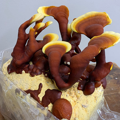 Reishi Growing Kit