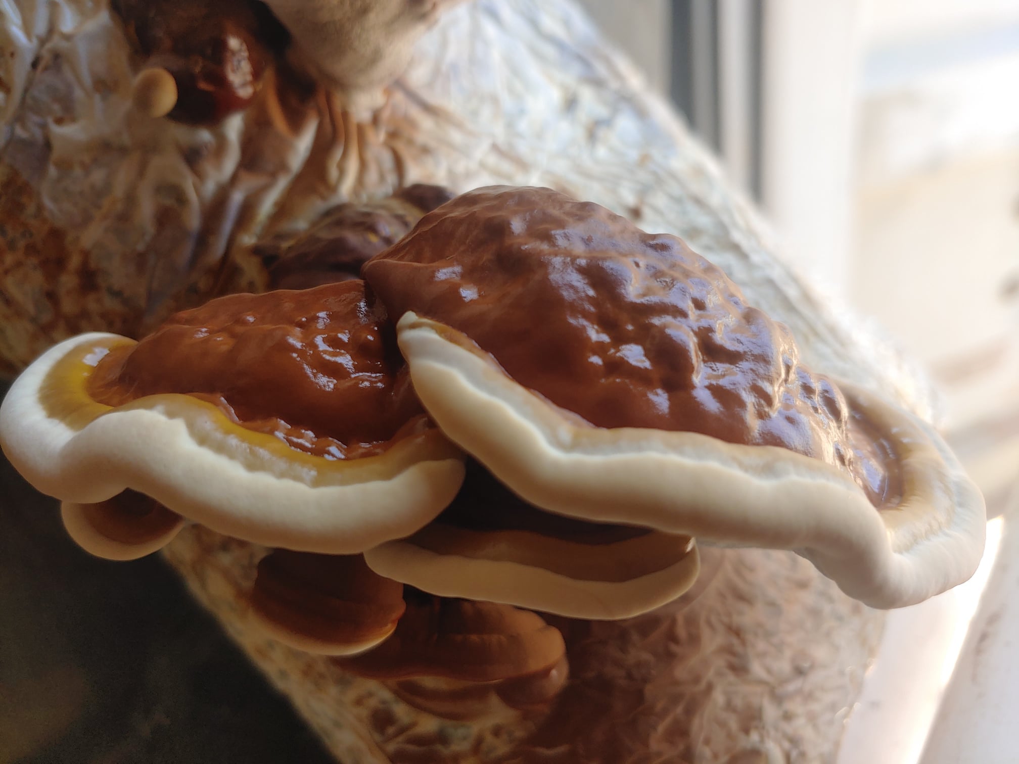 Reishi Growing Kit