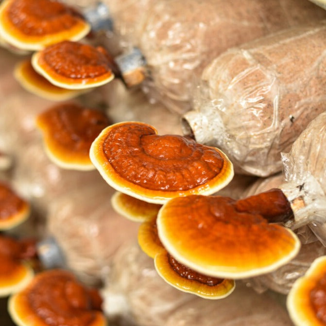 Reishi Growing Kit