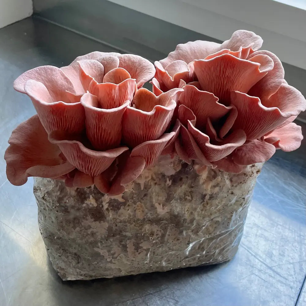 Rosa Austernpilze Zuchtset