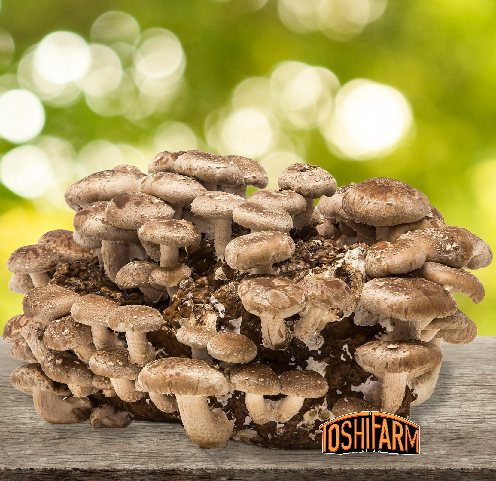 Shiitake-Zuchtset