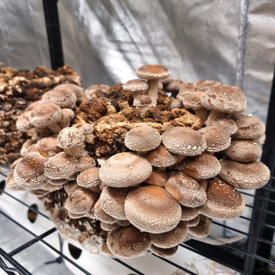 Shiitake growing kit