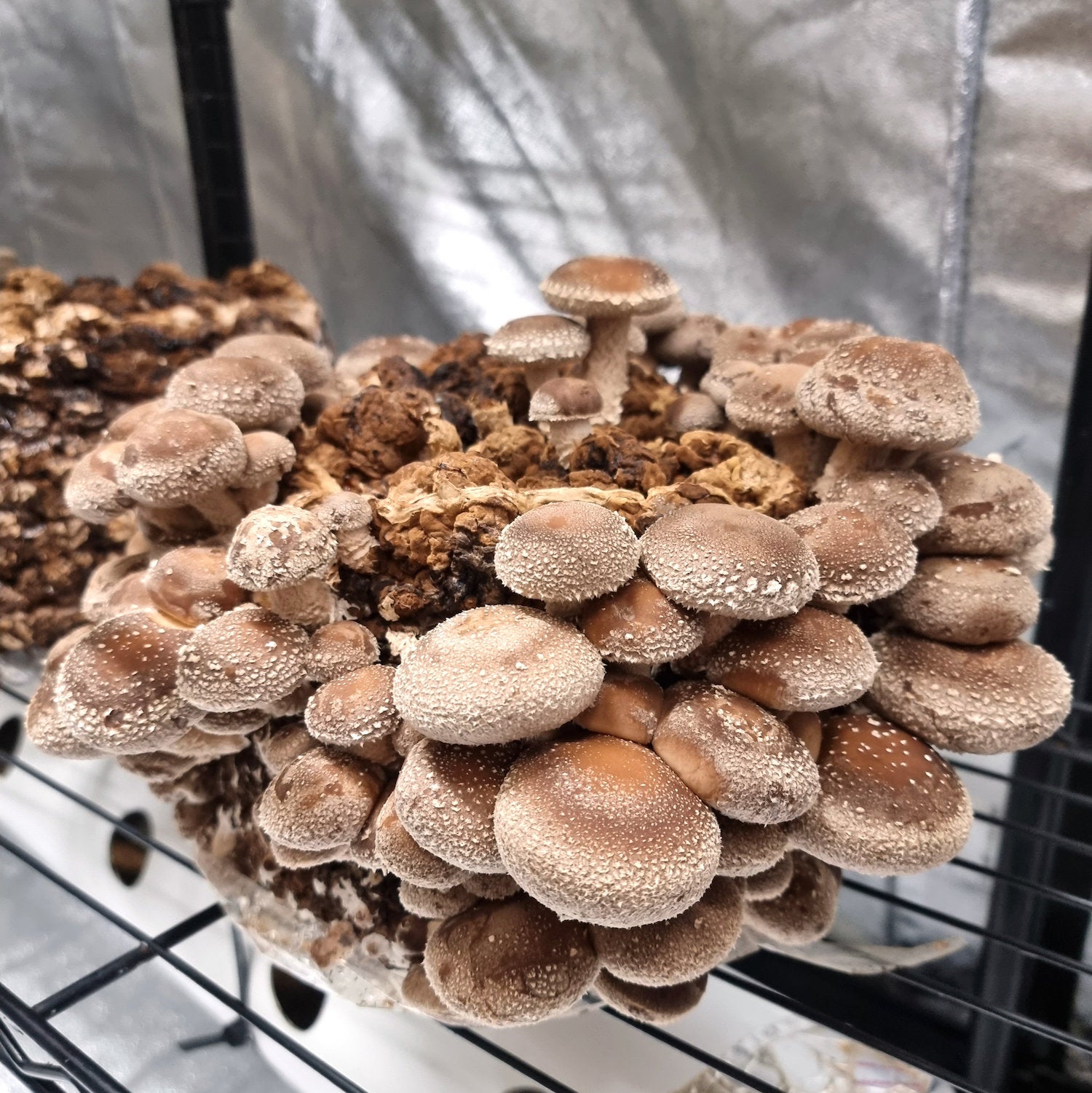 Shiitake (biologisch) - Gedroogd - Grade A