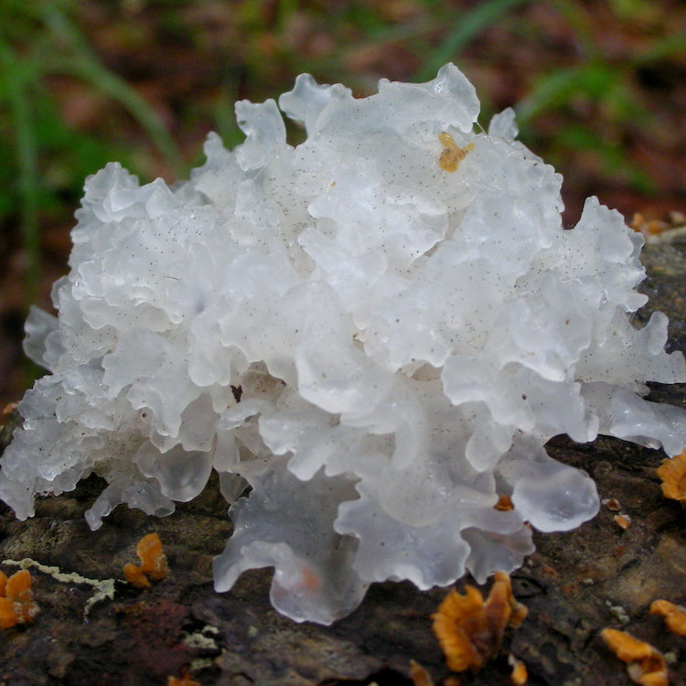 Liquid Culture for Tremella