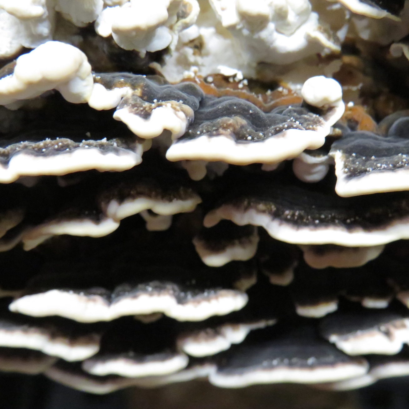 Kit de culture Turkey Tail