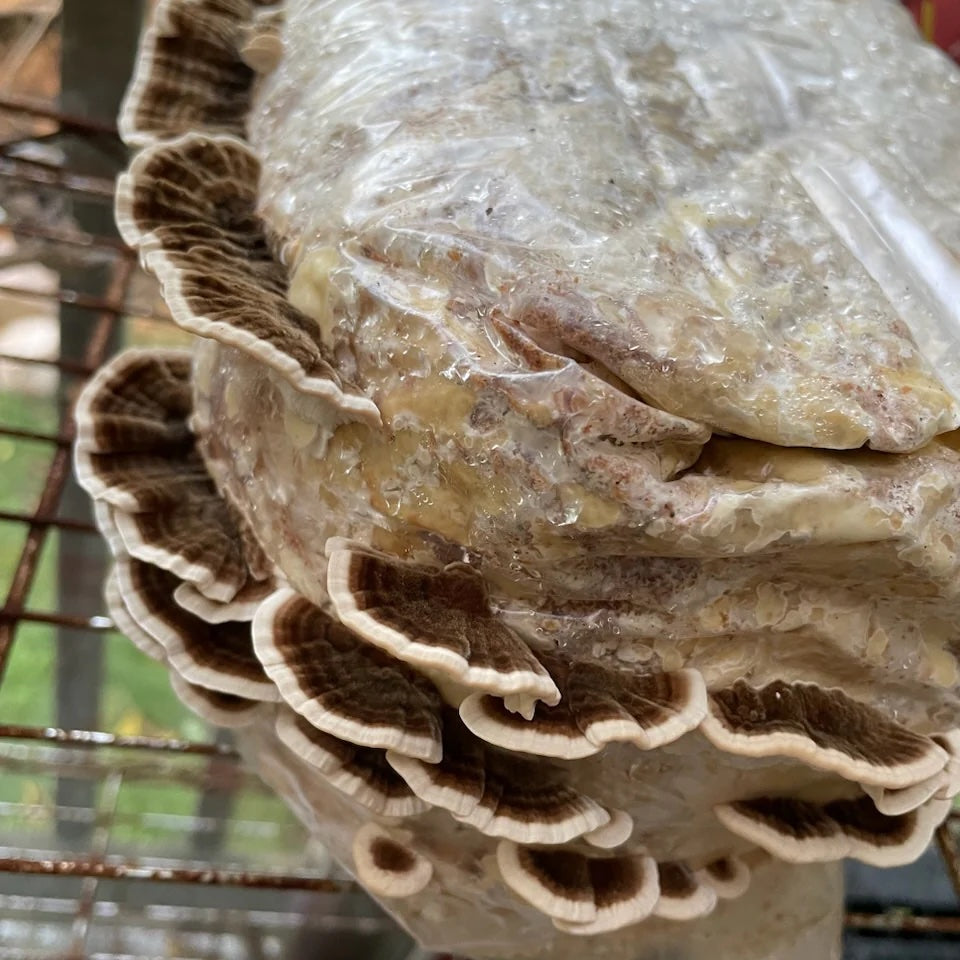 Kit de culture Turkey Tail