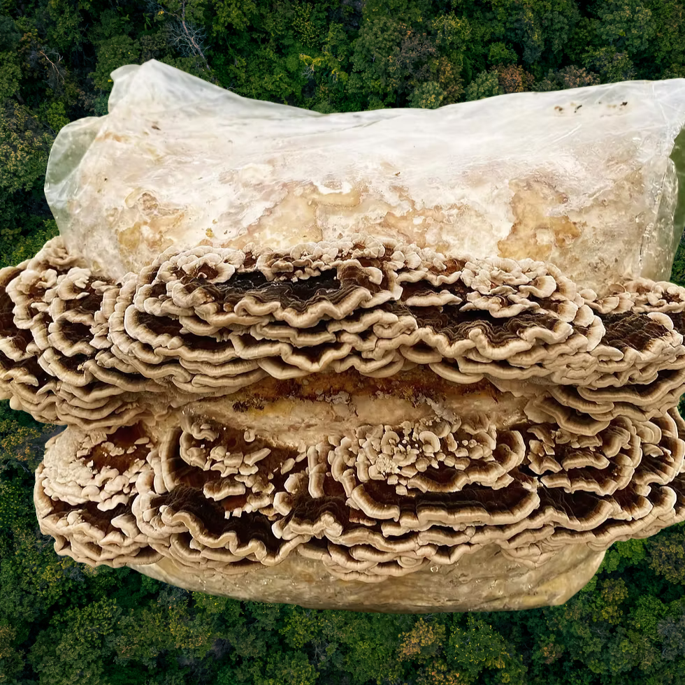 Kit de culture Turkey Tail