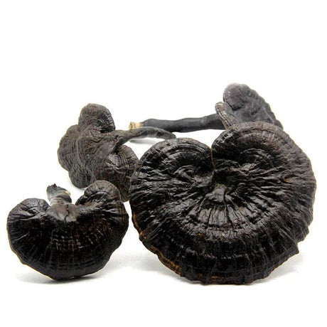 Culture Liquide pour Reishi Noir