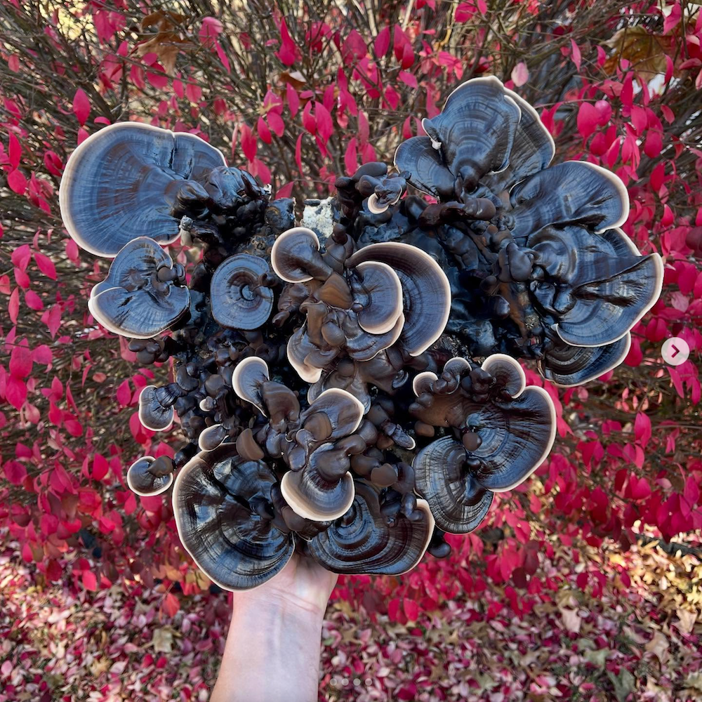 Liquid Culture voor Zwarte Reishi