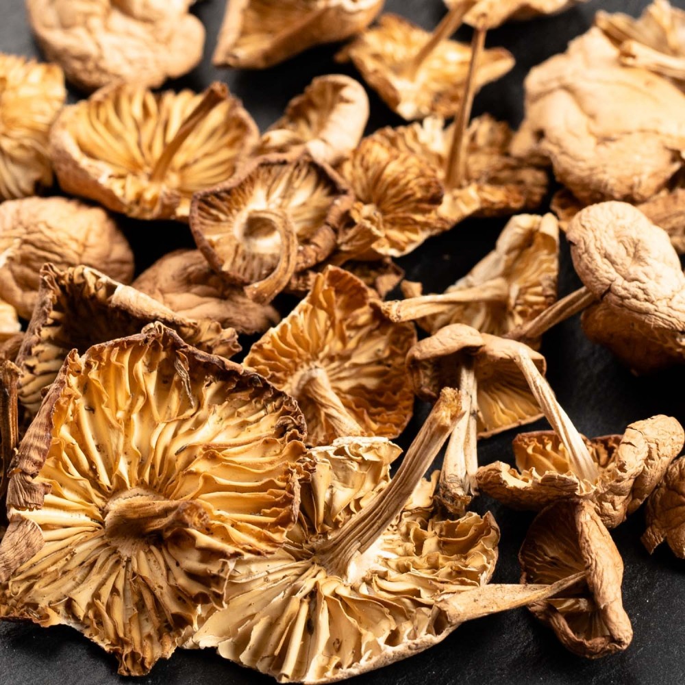 Mousseron (wild gepfluckt) - Getrocknet - Grade A