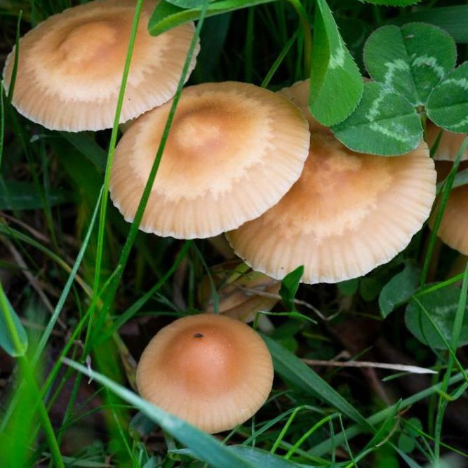 Mousseron (wild gepfluckt) - Getrocknet - Grade A