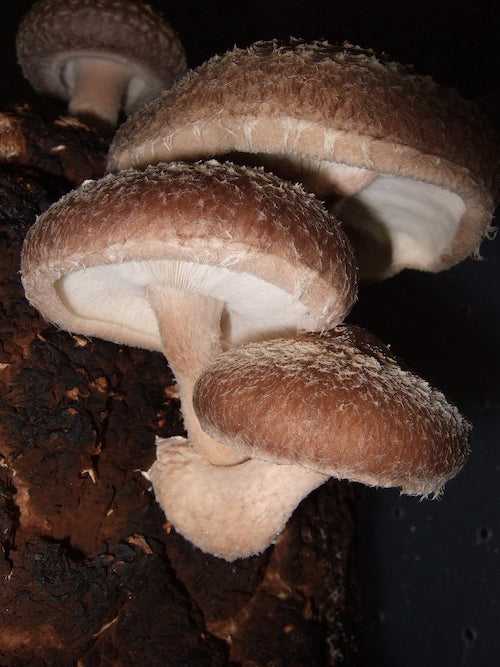 Shiitake (biologisch) - Gedroogd - Grade A