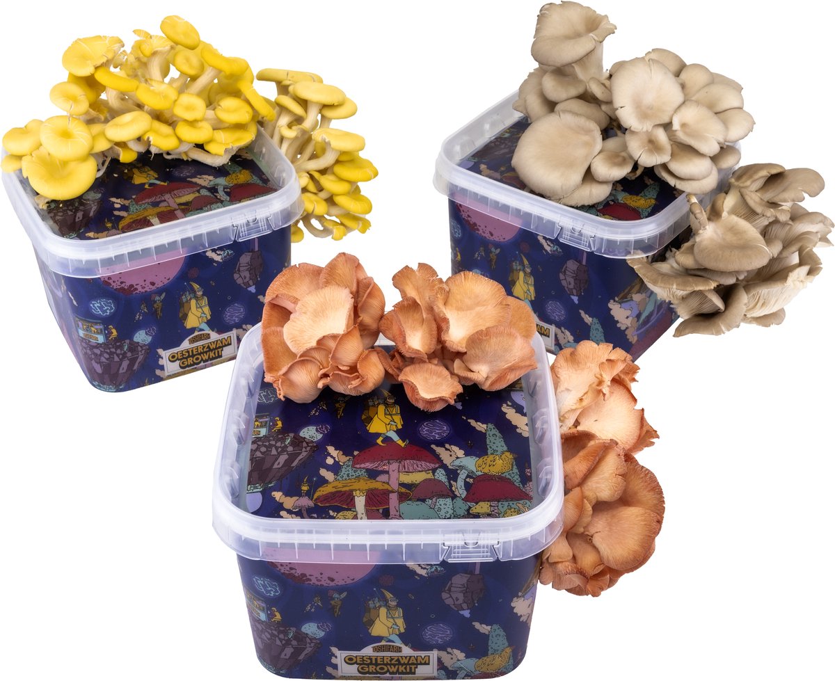 Triple Breeding Bundle pour 3 couleurs de pleurotes