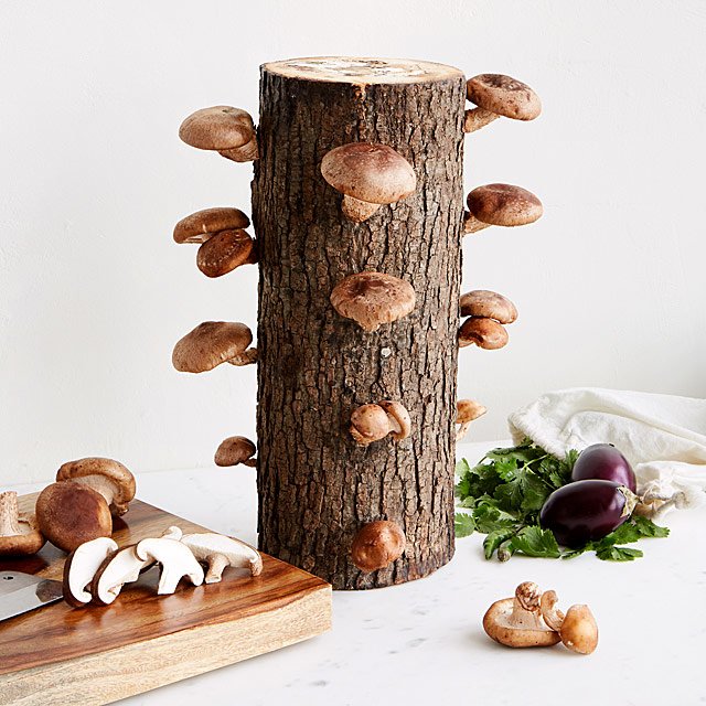Tige de culture de chêne shiitake 60cm