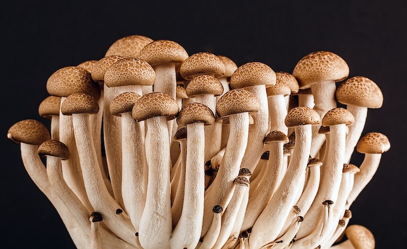 Spawn for beech fungus