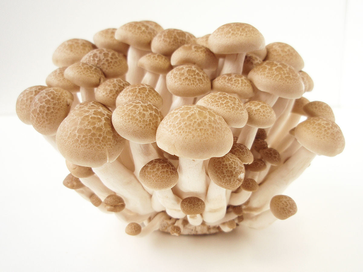 Spawn for beech fungus