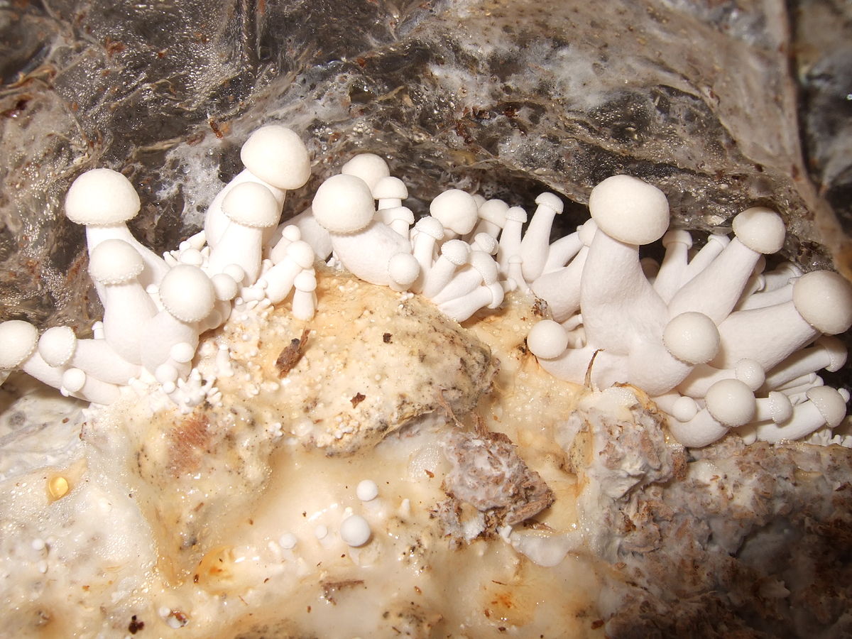 Spawn for beech fungus