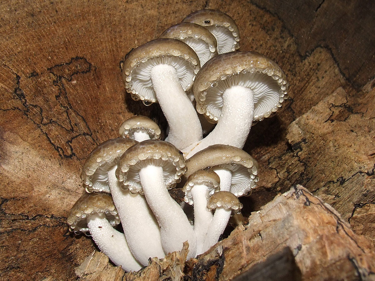 Spawn for beech fungus