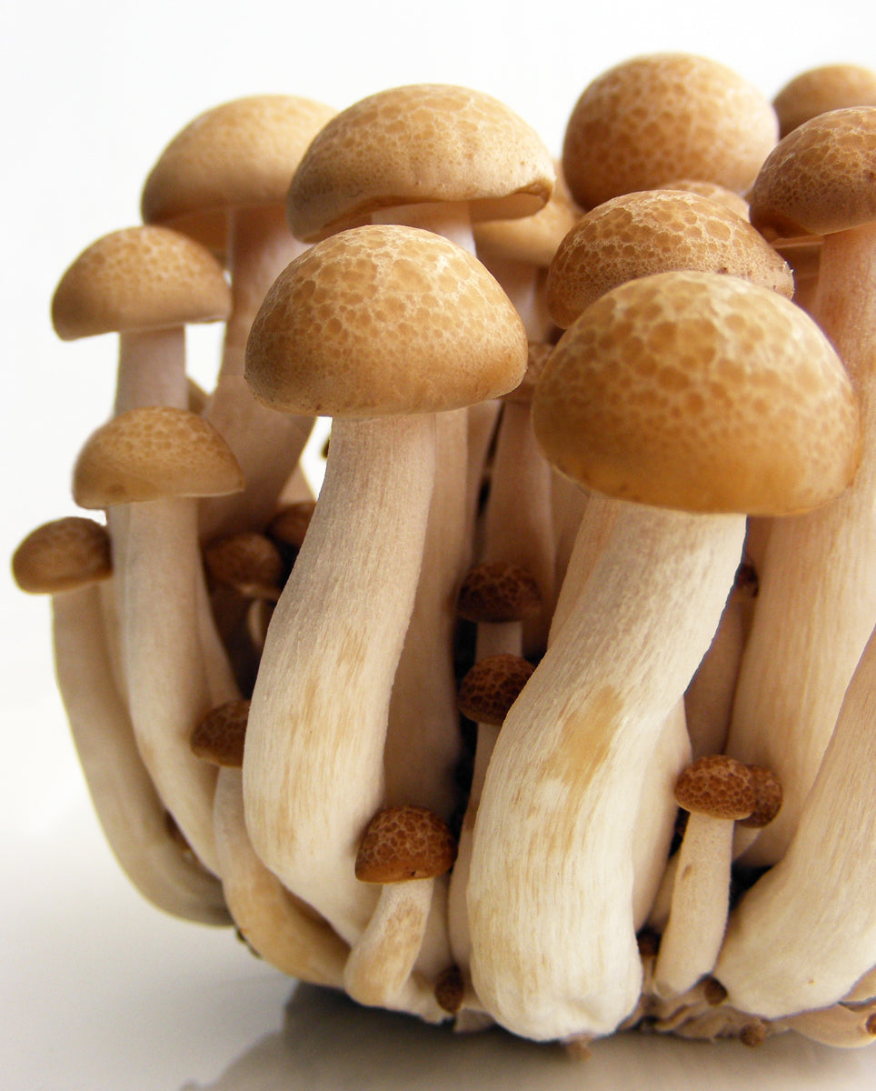 Spawn for beech fungus