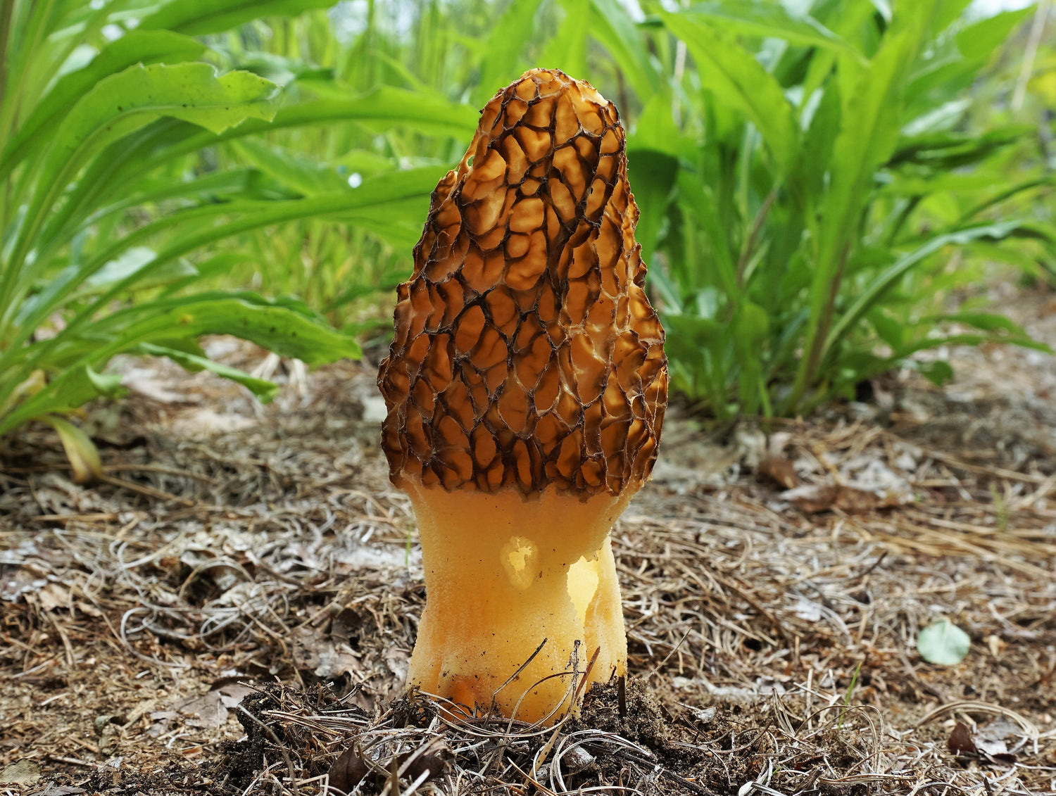 Spawn for black morels