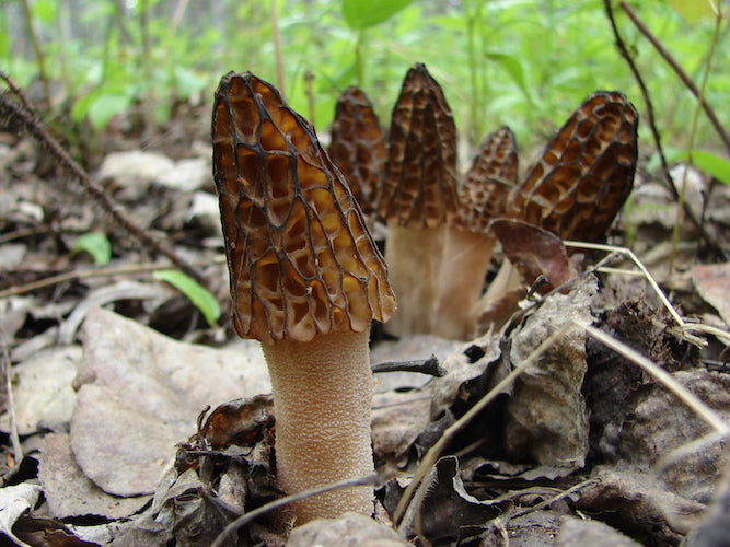 Spawn for black morels