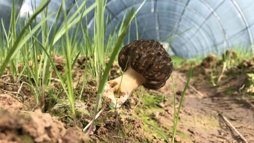 Spawn for black morels