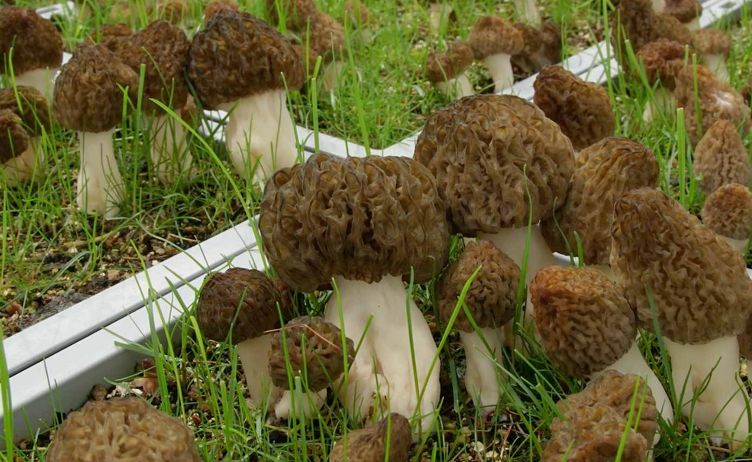 Spawn for black morels